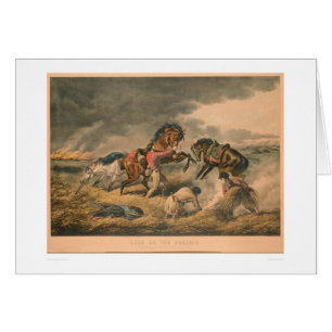 Leben auf Grasland: Die Verteidigung des Trappers