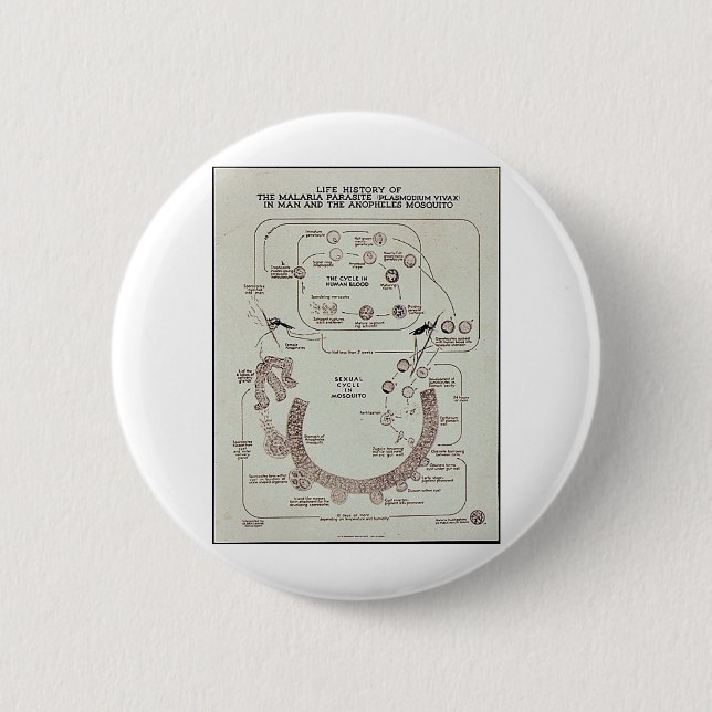Leben-Geschichte des Malaria-Parasiten Plasmodiume Button (Vorderseite)