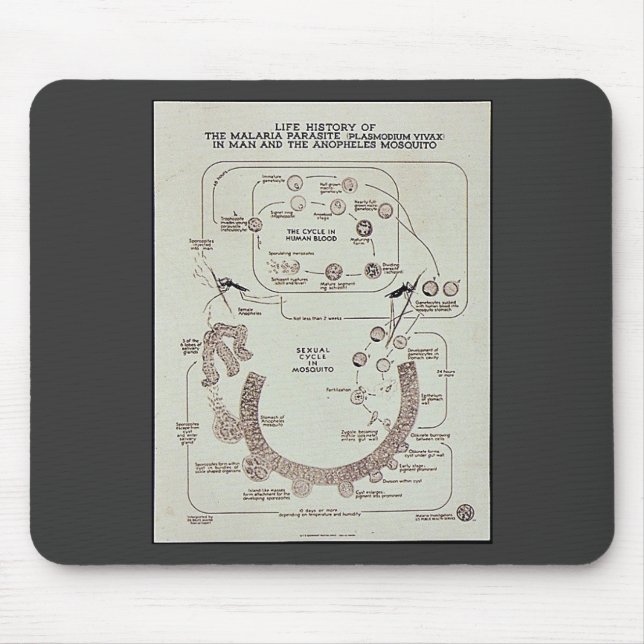 Leben-Geschichte des Malaria-Parasiten Plasmodiume Mousepad (Vorne)