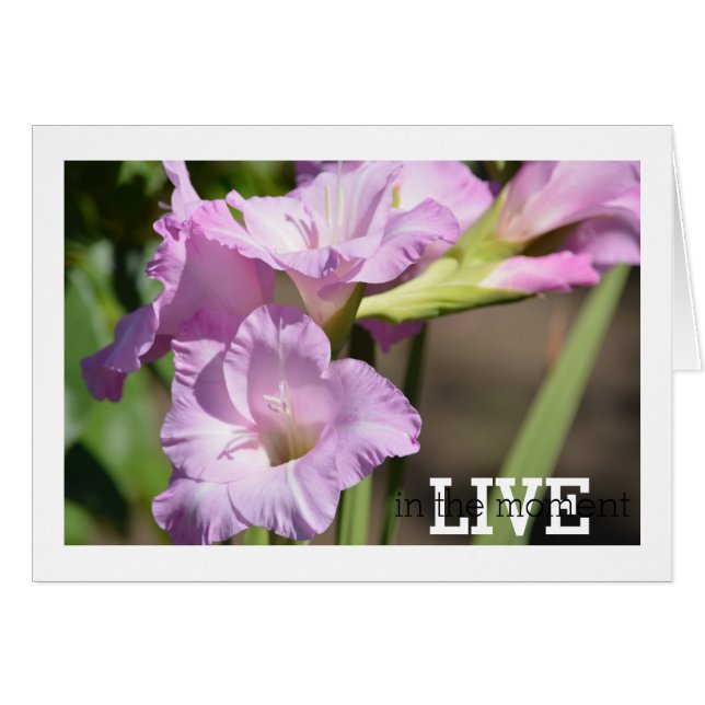 Leben in dem Moment Gladiolus (Vorderseite (Horizontal))