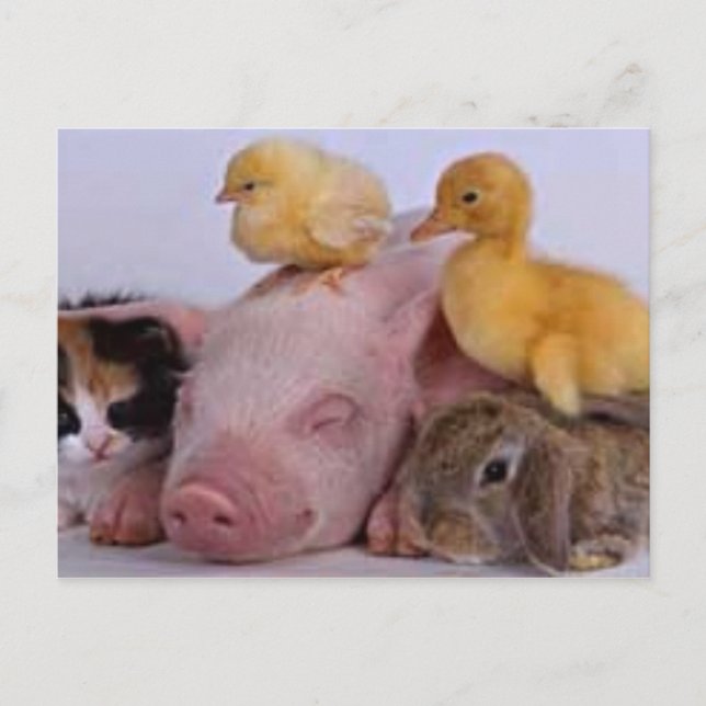 LEBEN IST GUT POSTKARTE (Vorderseite)