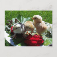 Leben lustige kleine Vögel