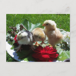 Leben lustige kleine Vögel Postkarte