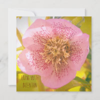 Leben mit Absicht. Helleborus (Rose Lenten)