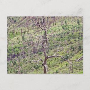 Leben- und Todesbäume im Tal Postkarte