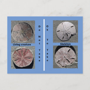 Leben und Toter Sand Dollar Postkarte