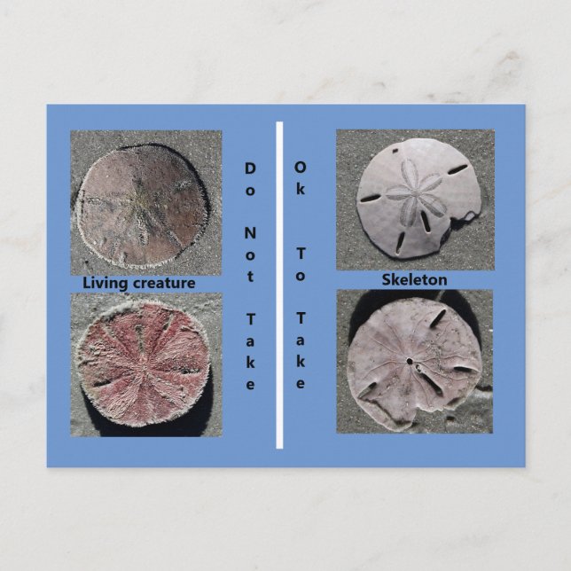 Leben und Toter Sand Dollar Postkarte (Vorderseite)