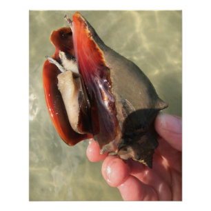 Lebende Kampfmolluske Meeresschnecke Poster