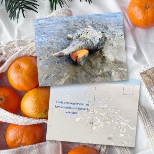 Lebende Pferdekonchylie Florida-Wildtierfotografie Postkarte