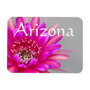 Lebende rosa Kakteen, Blume, Arizona Magnet