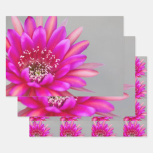 Lebende Rosa Kaktus Blume Blätter