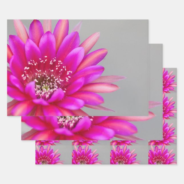 Lebende Rosa Kaktus Blume Blätter (Set)