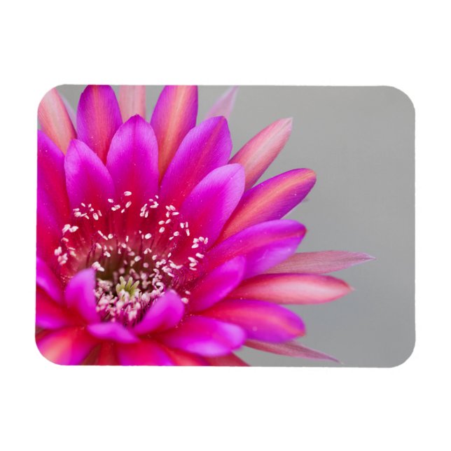 Lebende Rosa Kaktus Blume Blätter Magnet (Horizontal)