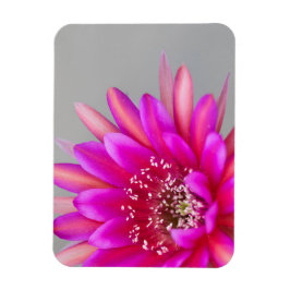 Lebende Rosa Kaktus Blume Blätter Magnet