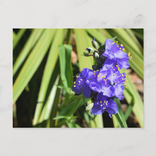 Lebende Spiderwort-Blume Postkarte (Vorderseite)