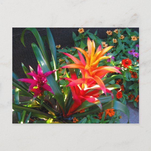 Lebendig Postkarte (Vorderseite)