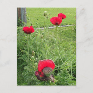 Lebendige blühende rote Mohnblumen Postkarte