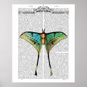 Lebendige Butterfly Poster