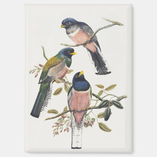 Lebendige drei Trogons auf einem Ast sitzend Vinta Magnet