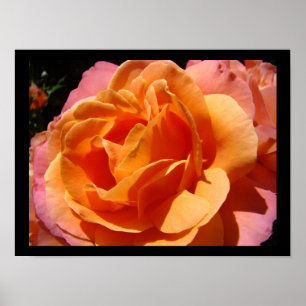 Lebendige farbenfrohe Rosenblume Florale Kunst Dru Poster