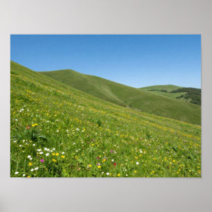 Lebendige Frühlingswildblumen überziehen üppiges G Poster