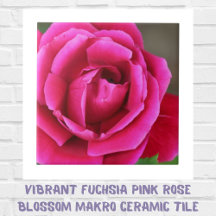Lebendige Fuchsia Pink Rose Blossom Makro