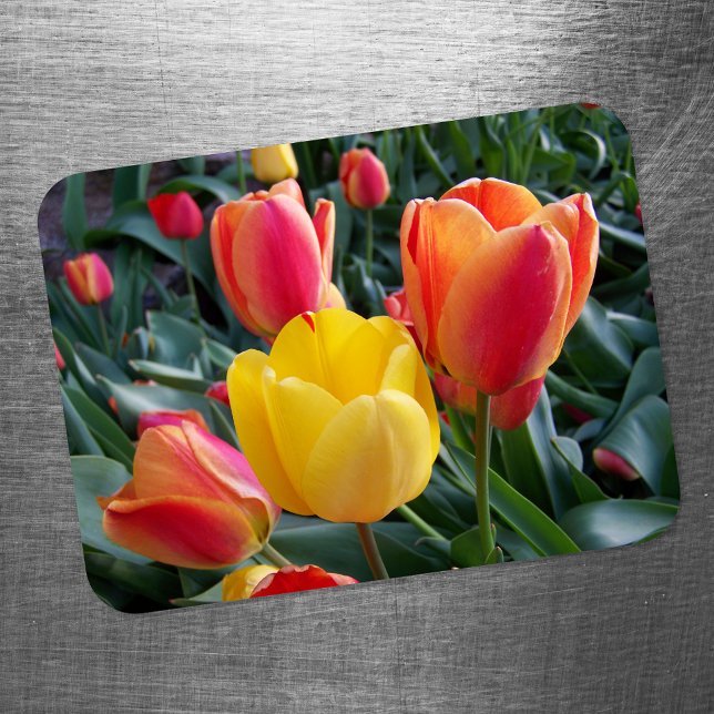 Lebendige gelbe und rote Tulpen-Gartenfoto Magnet (Von Creator hochgeladen)