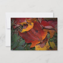 Lebendige Herbstblätter