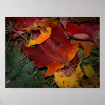 Lebendige Herbstblätter