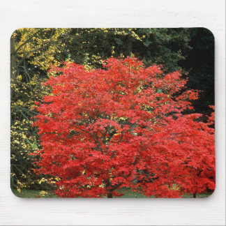 Lebendige Herbstrote Japanische Ahornbaum-Fotograf Mousepad