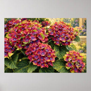 Lebendige Hortensien in Magenta in goldenem Garten Poster