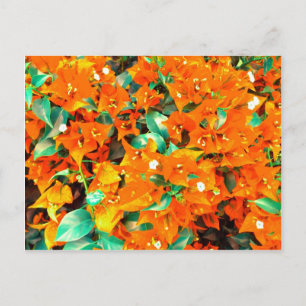 Lebendige Orange Bougainvillea Blumen Postkarte