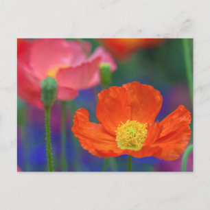 Lebendige Orange Mohnblüte Postkarte