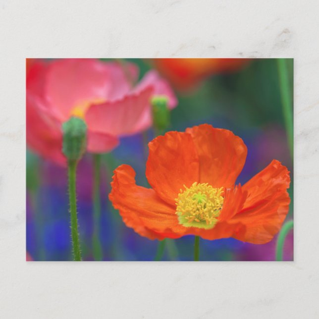 Lebendige Orange Mohnblüte Postkarte (Vorderseite)