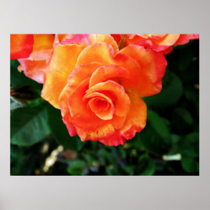 Lebendige Orangefarbene Rosenfotografie Poster