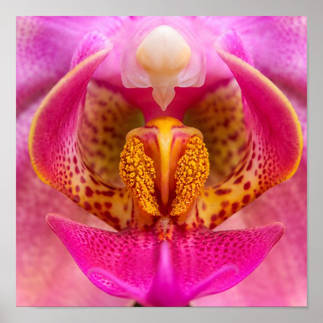 Lebendige Orchidee Poster (Vorne)
