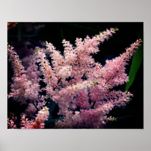 Lebendige rosa Blume Nah Poster