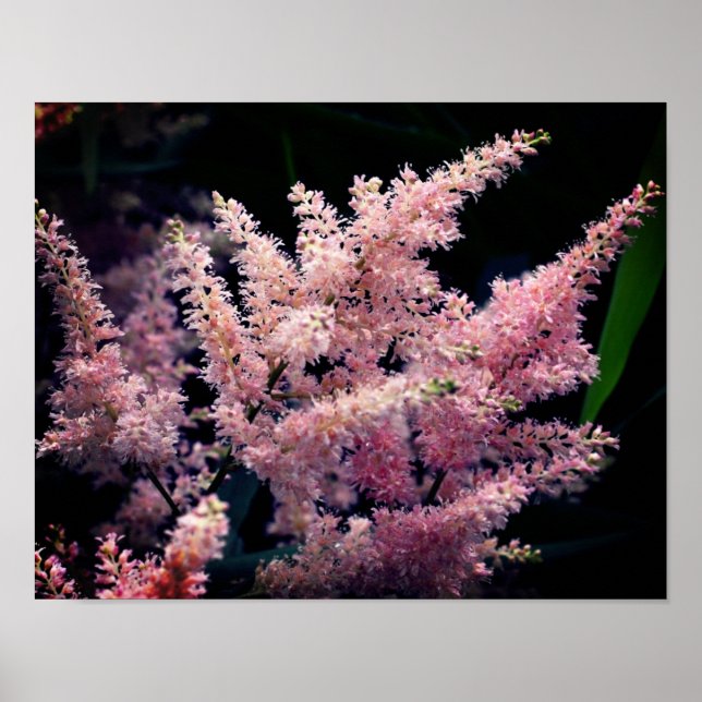 Lebendige rosa Blume Nah Poster (Vorne)