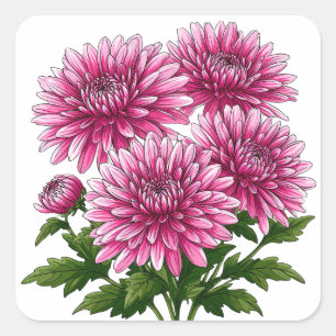 Lebendige rosa Chrysanthemen blühen Quadratischer Aufkleber