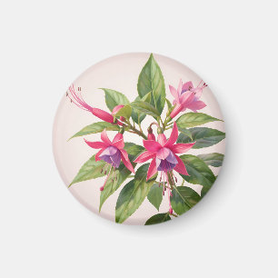 Lebendige rosa Fuchsienblüte  Magnet
