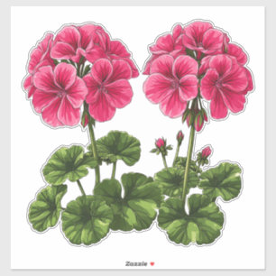 Lebendige rosa Geranien mit üppigen grünen Blätter Aufkleber