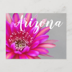 Lebendige rosa Kaktusblütenblätter, Arizona Postkarte