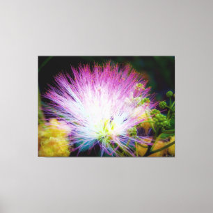 Lebendige rosa Mimosenblüte Leinwanddruck
