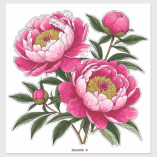 Lebendige rosa Pfingstrosen-Blumenkunst Aufkleber