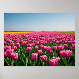 Lebendige rosa Tulpen im Frühlingsfeld Poster