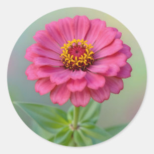 Lebendige rosa Zinnienblüten-Makro-Botanik Runder Aufkleber