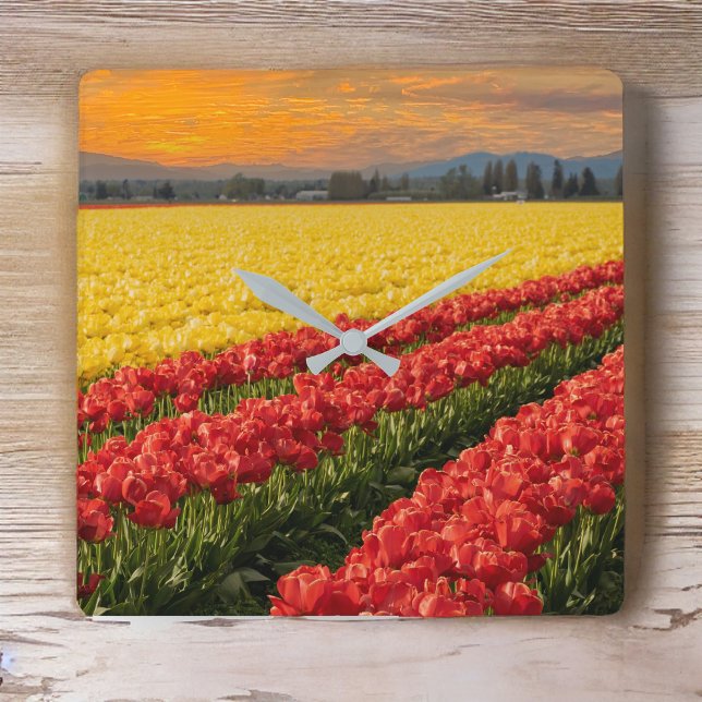 Lebendige Rot- und Goldtulpen im Skagit-Landkreis  Quadratische Wanduhr (Von Creator hochgeladen)