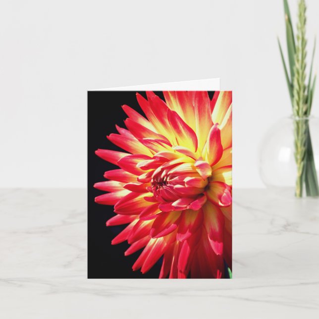 Lebendige rote Dahlien-Blumenfotografie  (Vorderseite)