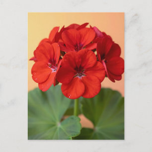 Lebendige rote Geranienblüte Postkarte