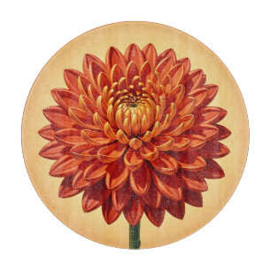 Lebendige rote orange Chrysantheme Blumen Botanik Schneidebrett